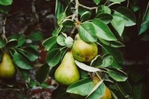 Ripe pears growing on a tree branch with green leaves